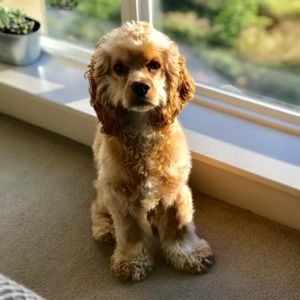 Meet your Posher, Mackenzie